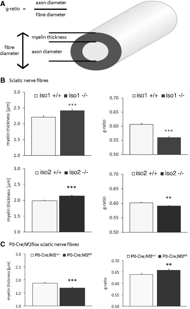 https://cdn.ncbi.nlm.nih.gov/pmc/blobs/e312/3914471/790dc78f1d68/awt327f2p.jpg