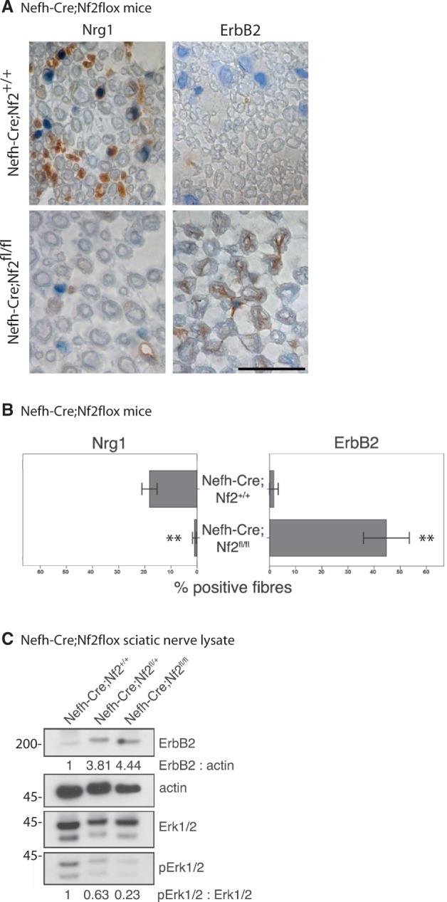 https://cdn.ncbi.nlm.nih.gov/pmc/blobs/e312/3914471/fa319c9bb66d/awt327f7p.jpg