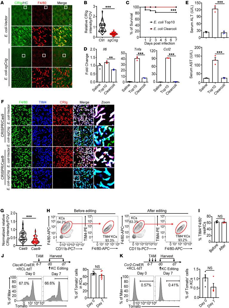 https://cdn.ncbi.nlm.nih.gov/pmc/blobs/e319/10104906/171dbe8f9779/jci-133-157937-g147.jpg