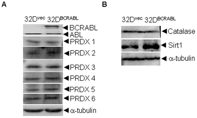 https://cdn.ncbi.nlm.nih.gov/pmc/blobs/e31f/4130628/67f942ae1066/pone.0104985.g005.jpg