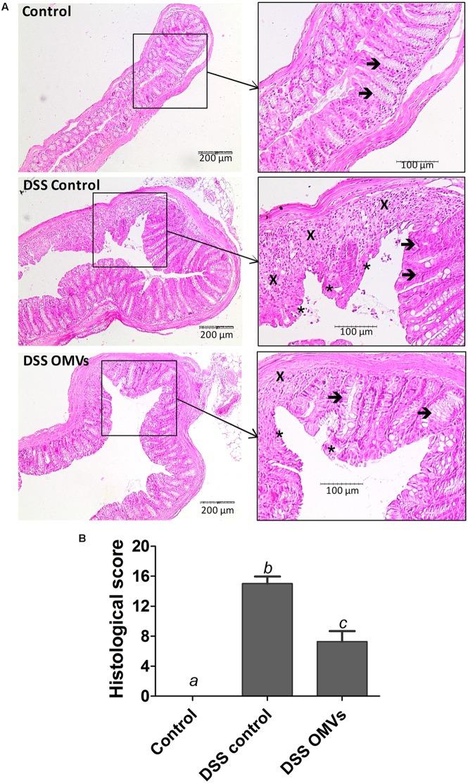 https://cdn.ncbi.nlm.nih.gov/pmc/blobs/e328/5504144/13432180d743/fmicb-08-01274-g004.jpg