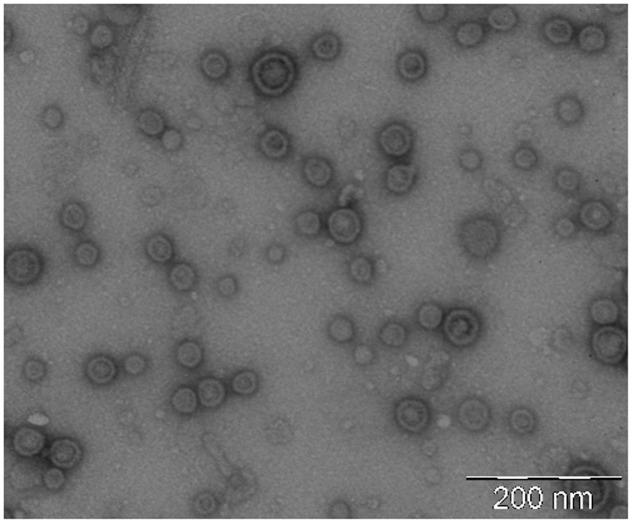 https://cdn.ncbi.nlm.nih.gov/pmc/blobs/e328/5504144/5820ff6a537a/fmicb-08-01274-g002.jpg