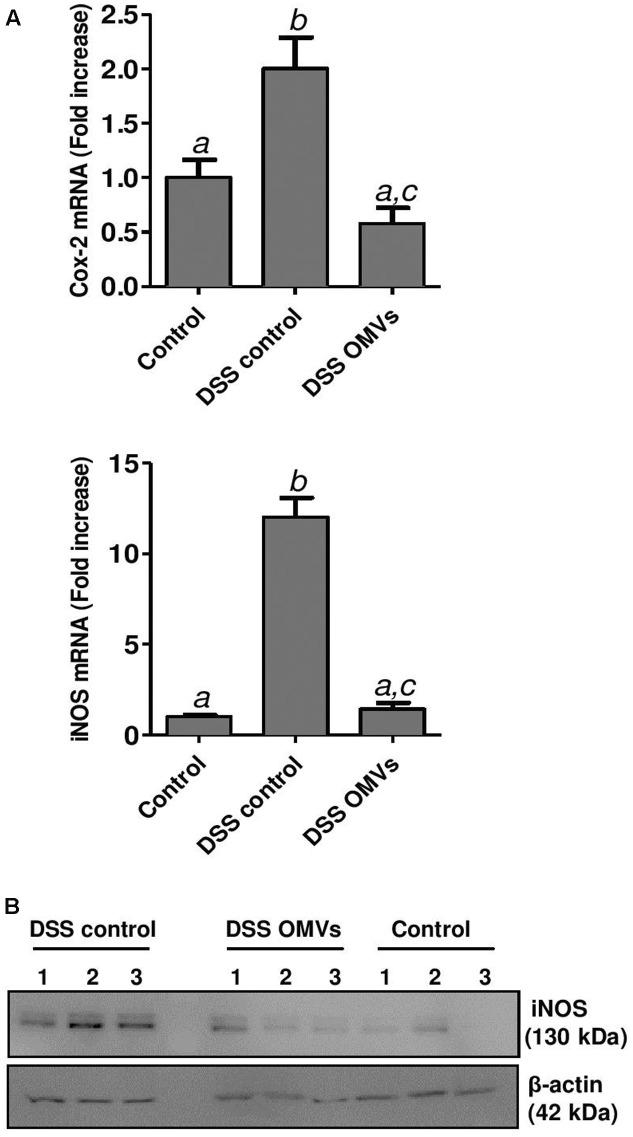 https://cdn.ncbi.nlm.nih.gov/pmc/blobs/e328/5504144/7397a02c7046/fmicb-08-01274-g007.jpg