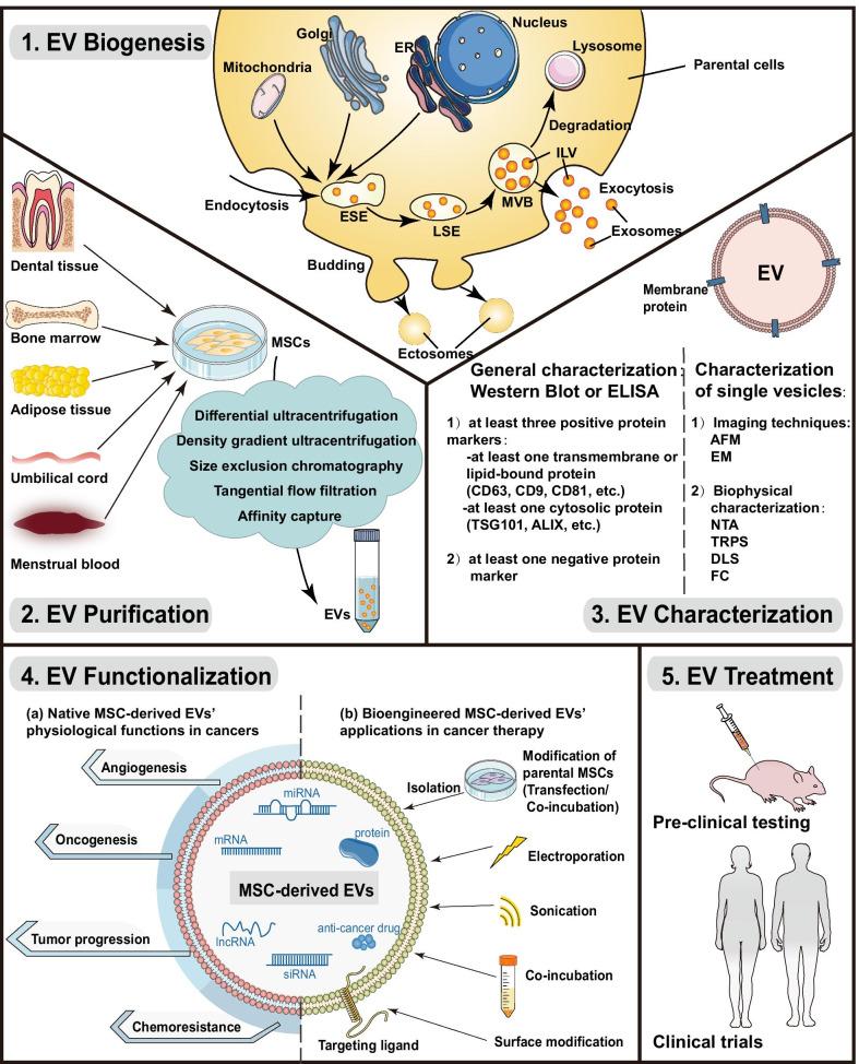 https://cdn.ncbi.nlm.nih.gov/pmc/blobs/e32c/8414717/5777530ea1e1/13045_2021_1141_Fig1_HTML.jpg
