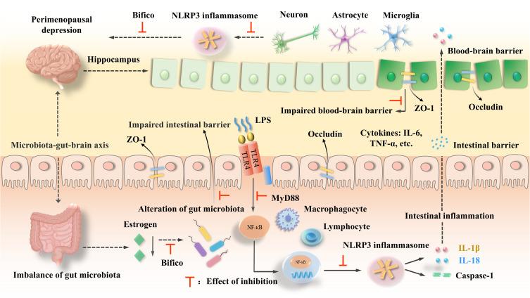 https://cdn.ncbi.nlm.nih.gov/pmc/blobs/e334/12186810/99841cd2b580/JIR-18-8153-g0009.jpg