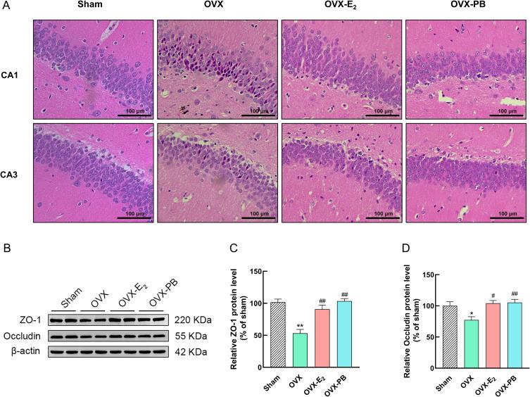 https://cdn.ncbi.nlm.nih.gov/pmc/blobs/e334/12186810/b3700d43d0d0/JIR-18-8153-g0006.jpg