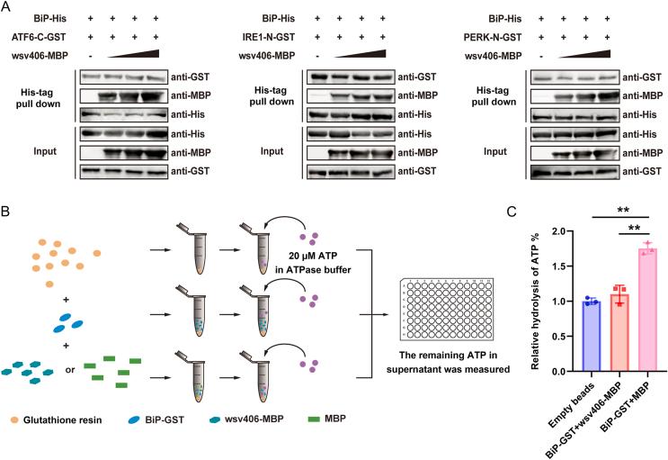 https://cdn.ncbi.nlm.nih.gov/pmc/blobs/e337/11738776/a06350ef2c8a/gr4.jpg