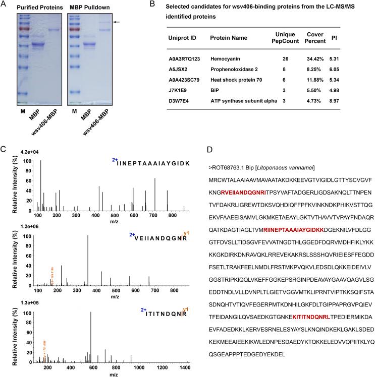 https://cdn.ncbi.nlm.nih.gov/pmc/blobs/e337/11738776/a63fe258f189/gr2.jpg