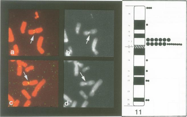 https://cdn.ncbi.nlm.nih.gov/pmc/blobs/e337/398294/336aabbb054b/emboj00033-0124-a.jpg