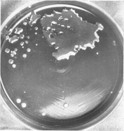 https://cdn.ncbi.nlm.nih.gov/pmc/blobs/e33e/277662/64d651fe181f/jbacter00434-0304-a.jpg