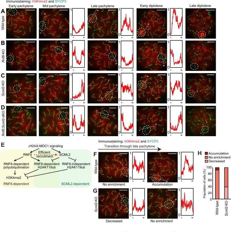https://cdn.ncbi.nlm.nih.gov/pmc/blobs/e33f/5834201/8fe49520f4df/pgen.1007233.g006.jpg