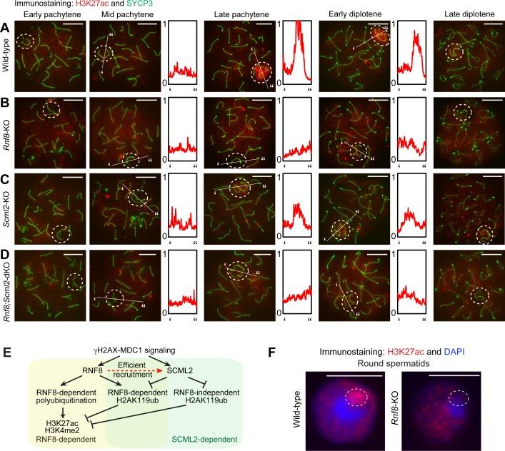 https://cdn.ncbi.nlm.nih.gov/pmc/blobs/e33f/5834201/b613fd699c2b/pgen.1007233.g007.jpg