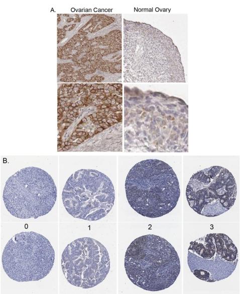 https://cdn.ncbi.nlm.nih.gov/pmc/blobs/e341/3083709/f459972f72c9/ijms-12-01334f2.jpg