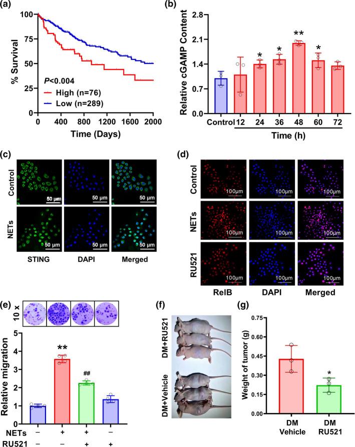 https://cdn.ncbi.nlm.nih.gov/pmc/blobs/e342/9021716/179e6e0b0383/CTI2-11-e1386-g006.jpg