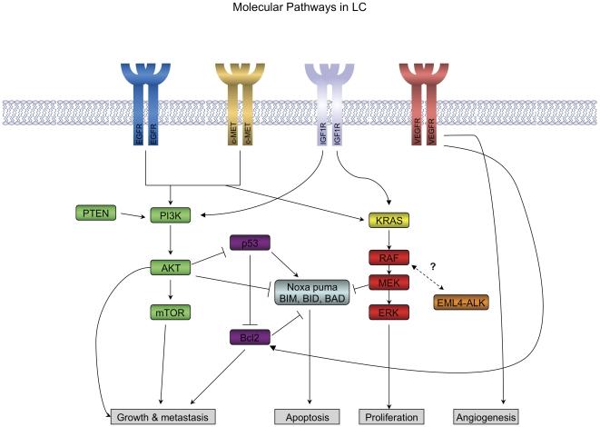 https://cdn.ncbi.nlm.nih.gov/pmc/blobs/e345/3283716/3a29f3c8562d/pone.0031906.g001.jpg
