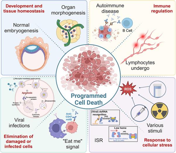 https://cdn.ncbi.nlm.nih.gov/pmc/blobs/e348/11604731/07d1ac4d2521/MCO2-5-e70024-g002.jpg