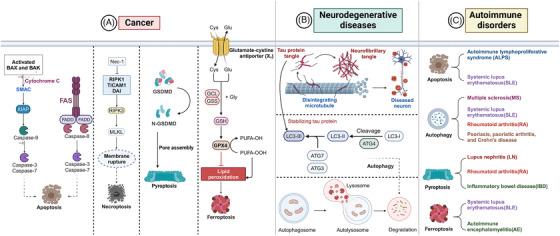 https://cdn.ncbi.nlm.nih.gov/pmc/blobs/e348/11604731/51927f55fe4a/MCO2-5-e70024-g005.jpg