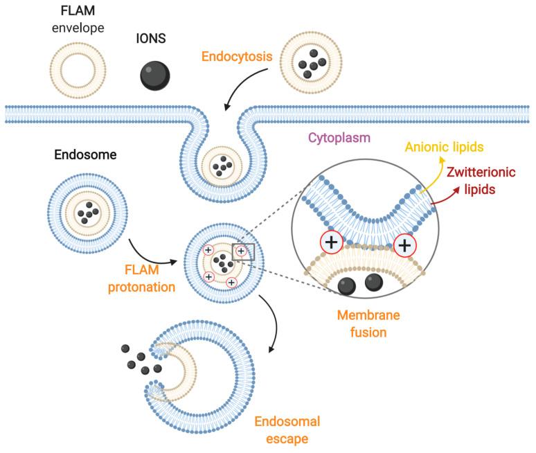 https://cdn.ncbi.nlm.nih.gov/pmc/blobs/e348/7559083/1eaab49d06f4/nanomaterials-10-01816-g006.jpg