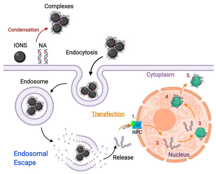 https://cdn.ncbi.nlm.nih.gov/pmc/blobs/e348/7559083/8d70b63df501/nanomaterials-10-01816-g011.jpg