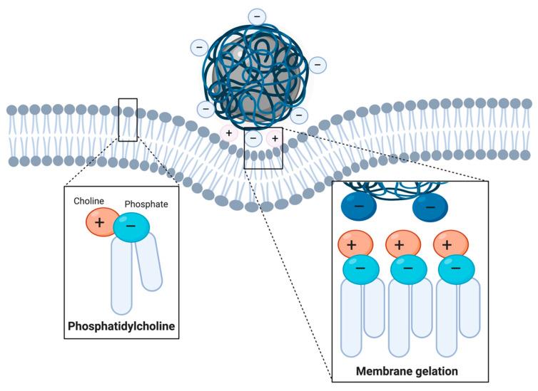 https://cdn.ncbi.nlm.nih.gov/pmc/blobs/e348/7559083/e6c615199ad6/nanomaterials-10-01816-g003.jpg