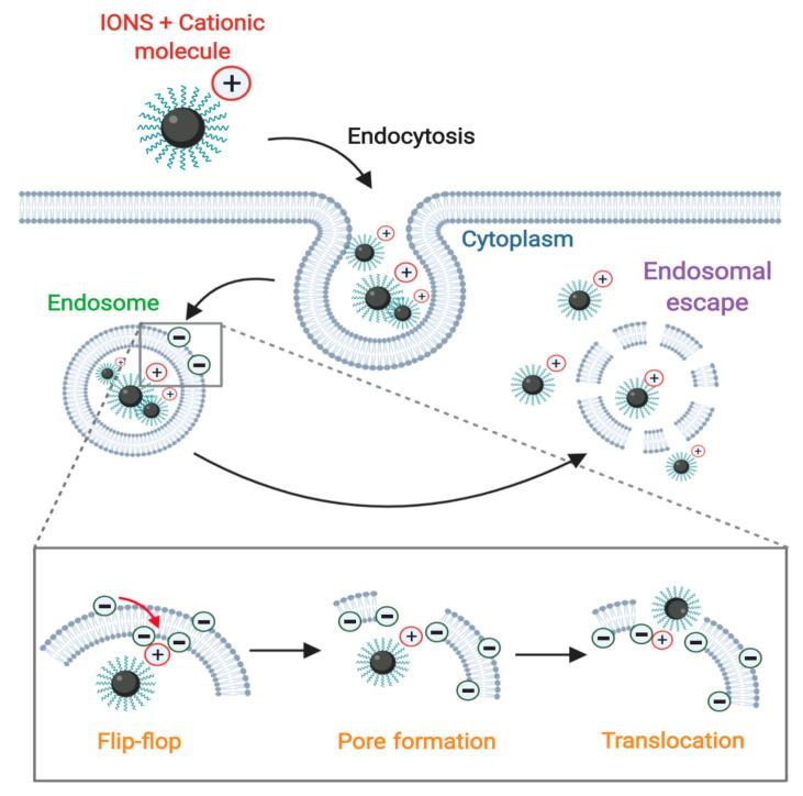 https://cdn.ncbi.nlm.nih.gov/pmc/blobs/e348/7559083/fa336ed1dbe3/nanomaterials-10-01816-g005.jpg