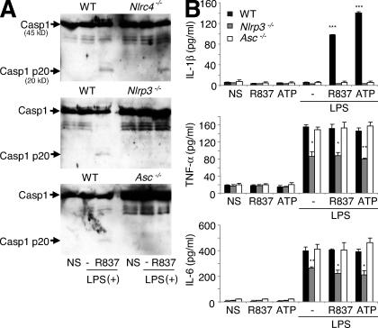 https://cdn.ncbi.nlm.nih.gov/pmc/blobs/e349/2715029/96e78e12e734/JEM_20082179_GS_Fig4.jpg