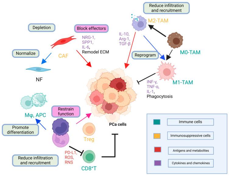 https://cdn.ncbi.nlm.nih.gov/pmc/blobs/e34a/11987915/86123e5988a4/cancers-17-01064-g002.jpg