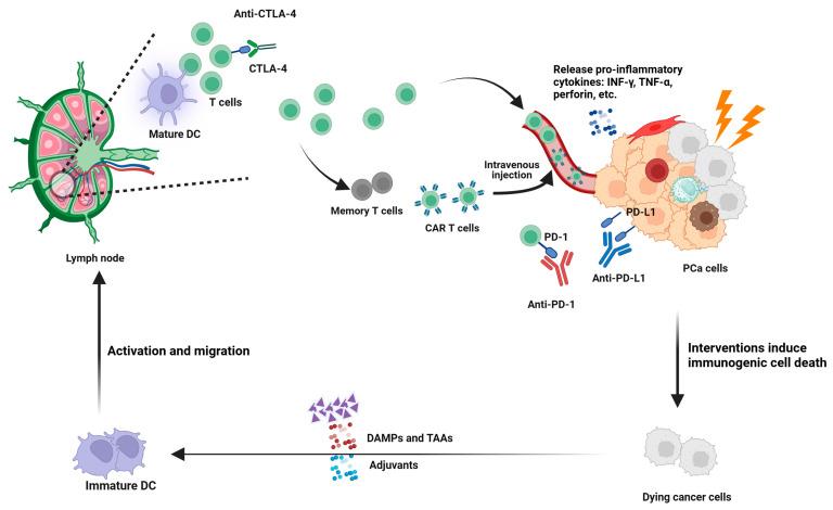 https://cdn.ncbi.nlm.nih.gov/pmc/blobs/e34a/11987915/ea522f9649bf/cancers-17-01064-g003.jpg