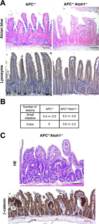 https://cdn.ncbi.nlm.nih.gov/pmc/blobs/e34c/3022366/31a6a50d7448/gutjnl204719fig9.jpg