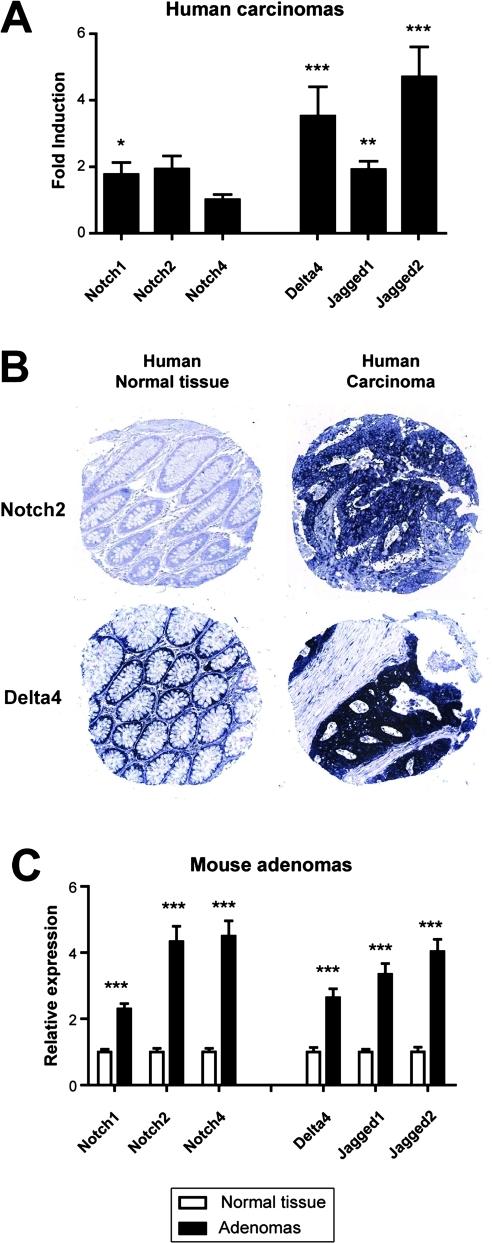 https://cdn.ncbi.nlm.nih.gov/pmc/blobs/e34c/3022366/fadbba4dc8ad/gutjnl204719fig2.jpg