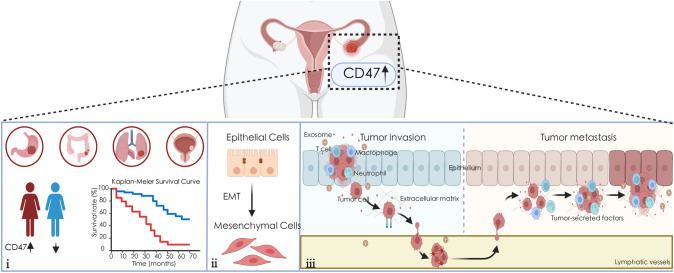 https://cdn.ncbi.nlm.nih.gov/pmc/blobs/e34e/11150368/47b2d229461b/262_2024_3708_Fig1_HTML.jpg