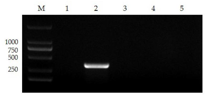 https://cdn.ncbi.nlm.nih.gov/pmc/blobs/e34f/10386105/77bcbbe9ec1e/vetsci-10-00440-g003.jpg