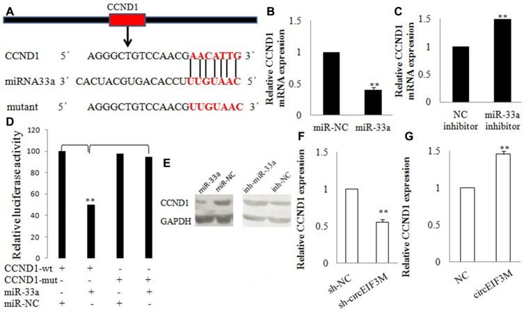 https://cdn.ncbi.nlm.nih.gov/pmc/blobs/e350/7425499/646e5b3fbb92/aging-12-103539-g009.jpg