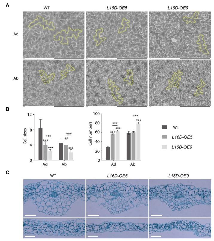 https://cdn.ncbi.nlm.nih.gov/pmc/blobs/e351/10253392/60058fae64a2/ijms-24-09479-g002.jpg
