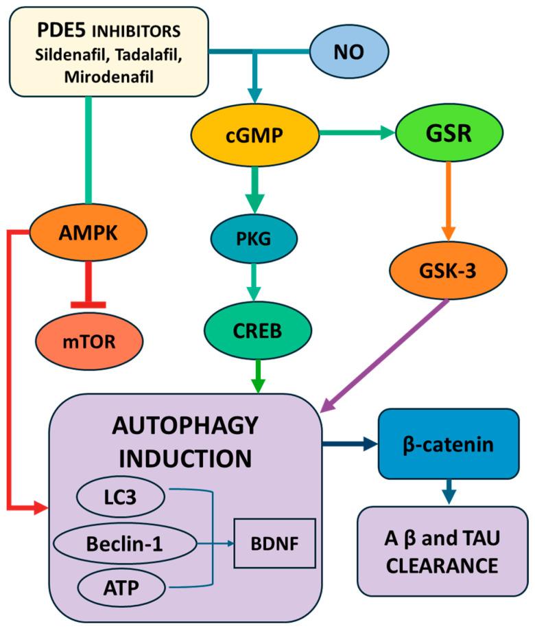https://cdn.ncbi.nlm.nih.gov/pmc/blobs/e351/12195936/24ef1fed7394/pharmaceuticals-18-00829-g003.jpg