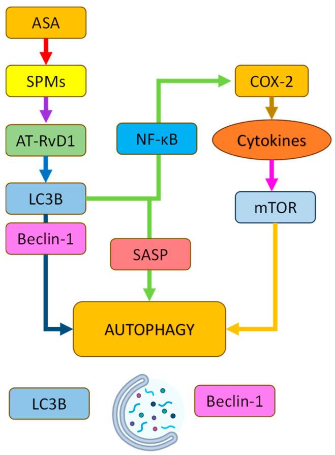 https://cdn.ncbi.nlm.nih.gov/pmc/blobs/e351/12195936/c7d498845c10/pharmaceuticals-18-00829-g005.jpg