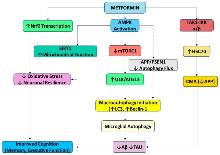 https://cdn.ncbi.nlm.nih.gov/pmc/blobs/e351/12195936/fe841f17a5a3/pharmaceuticals-18-00829-g002.jpg