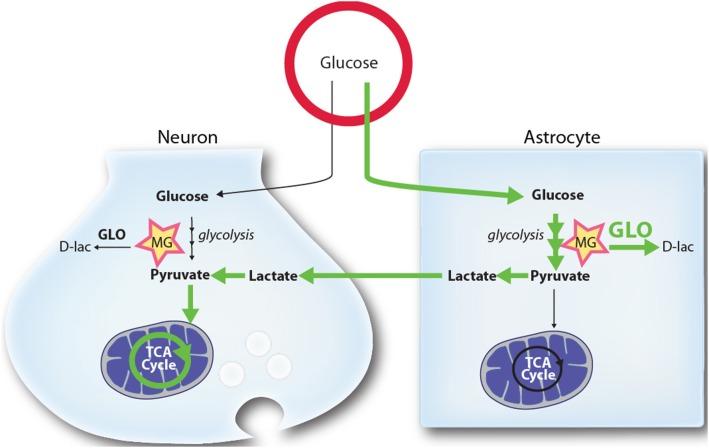 https://cdn.ncbi.nlm.nih.gov/pmc/blobs/e351/4321437/4048c6dc9aef/fnins-09-00023-g0003.jpg