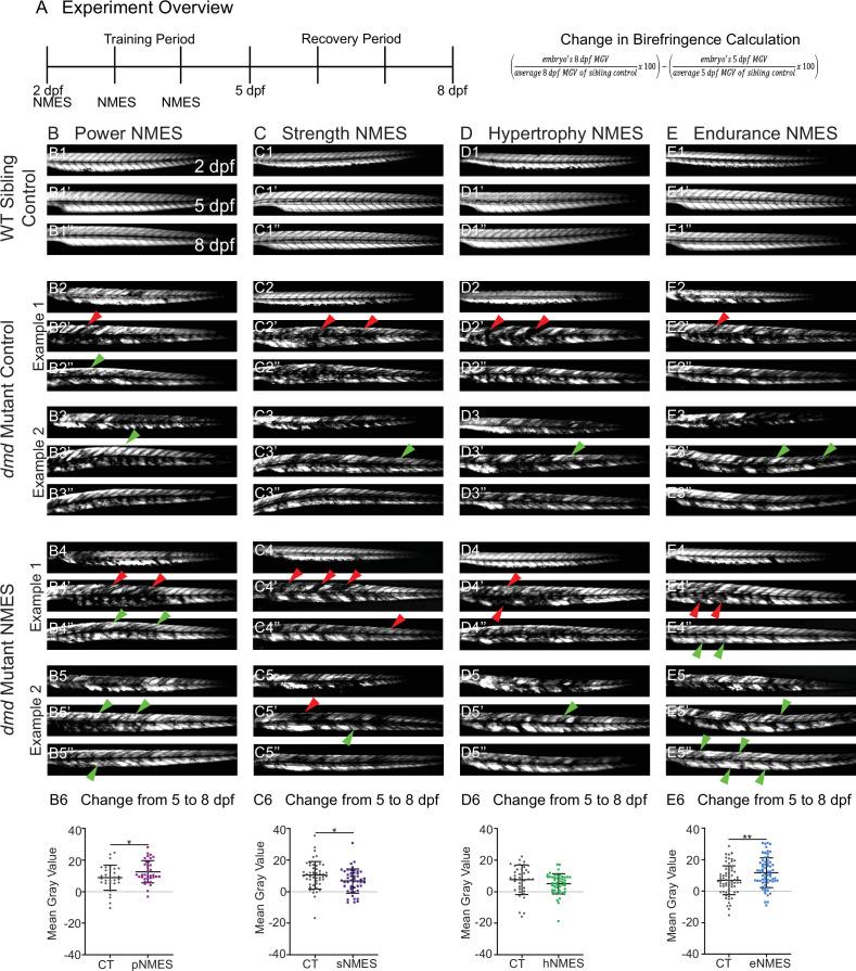 https://cdn.ncbi.nlm.nih.gov/pmc/blobs/e351/8947762/21fb5ce2c48c/elife-62760-fig2.jpg
