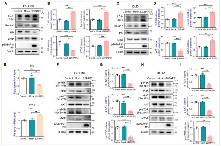 https://cdn.ncbi.nlm.nih.gov/pmc/blobs/e354/11121724/0dbcfc572120/ijms-25-05101-g002.jpg