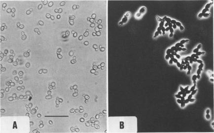 https://cdn.ncbi.nlm.nih.gov/pmc/blobs/e356/243847/2e248723285e/aem00197-0159-a.jpg