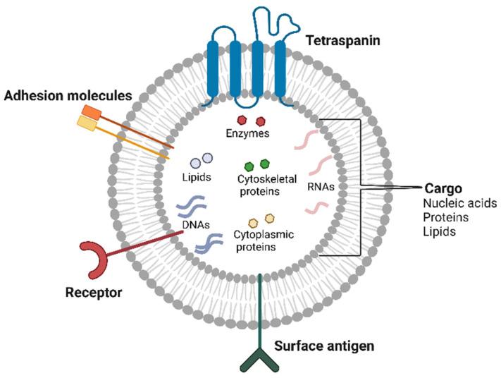 https://cdn.ncbi.nlm.nih.gov/pmc/blobs/e358/11988166/18ec05dea105/cells-14-00468-g001.jpg