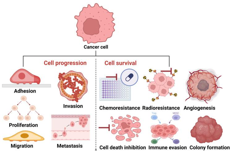 https://cdn.ncbi.nlm.nih.gov/pmc/blobs/e358/11988166/e0431da6f2d3/cells-14-00468-g003.jpg
