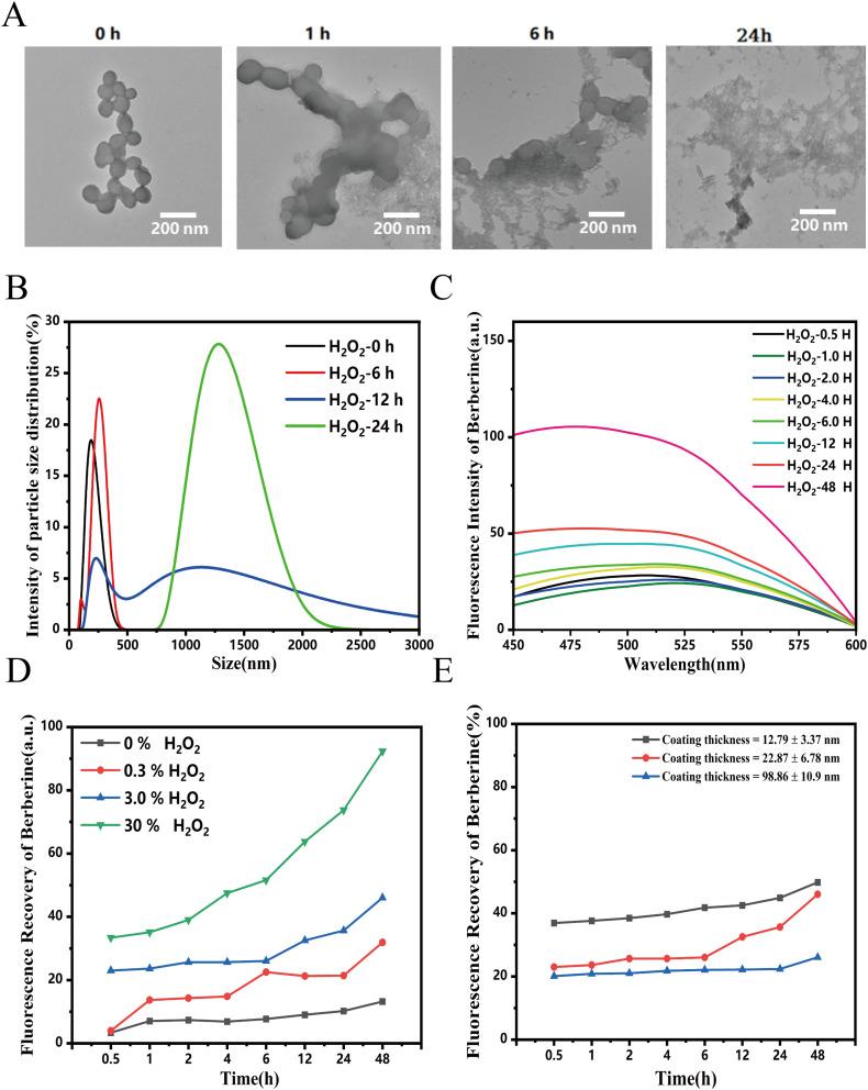 https://cdn.ncbi.nlm.nih.gov/pmc/blobs/e359/10860565/ab74a3143788/IJN-19-1205-g0005.jpg