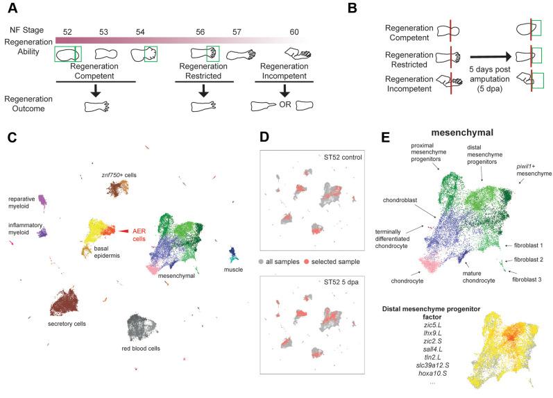 https://cdn.ncbi.nlm.nih.gov/pmc/blobs/e359/8217717/0744711964a2/develop-148-199158-g1.jpg