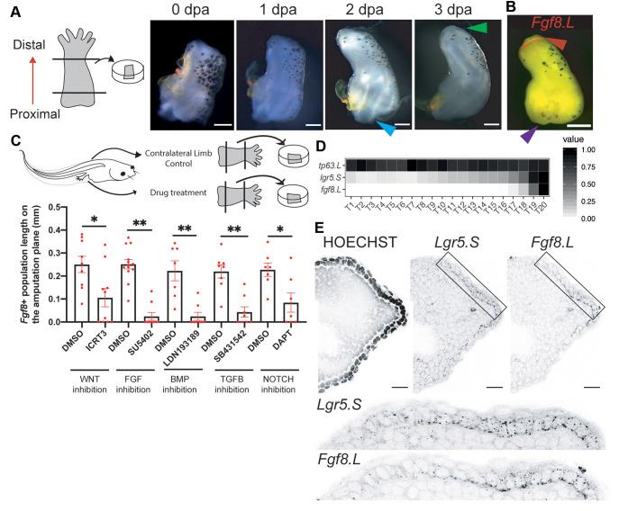 https://cdn.ncbi.nlm.nih.gov/pmc/blobs/e359/8217717/c5ef4c8392c0/develop-148-199158-g3.jpg