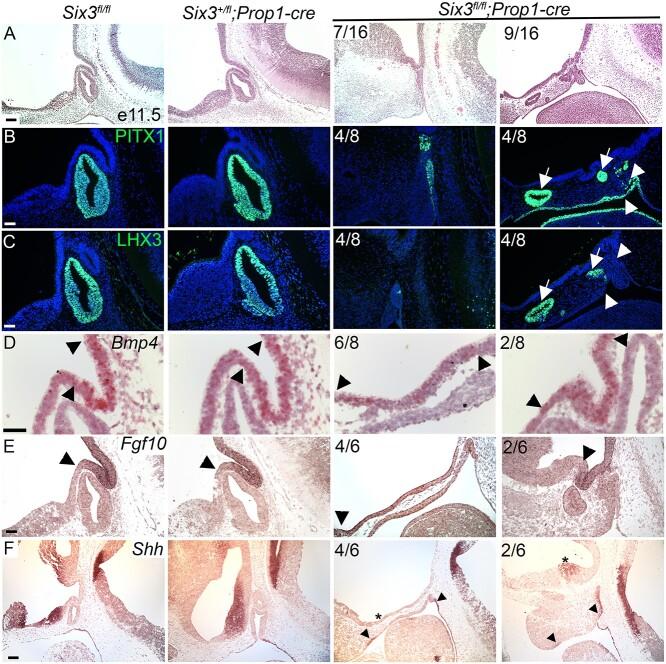 https://cdn.ncbi.nlm.nih.gov/pmc/blobs/e35a/9851746/0778826a7fd8/ddac192f4.jpg