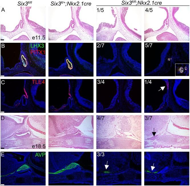 https://cdn.ncbi.nlm.nih.gov/pmc/blobs/e35a/9851746/8dc2d24b98e8/ddac192f5.jpg
