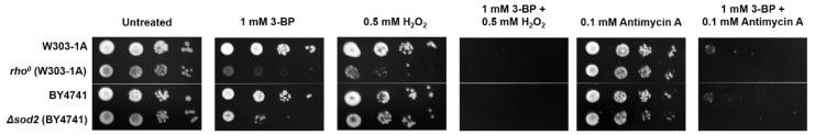 https://cdn.ncbi.nlm.nih.gov/pmc/blobs/e35b/8235118/c918699d70ba/ijms-22-06640-g006.jpg
