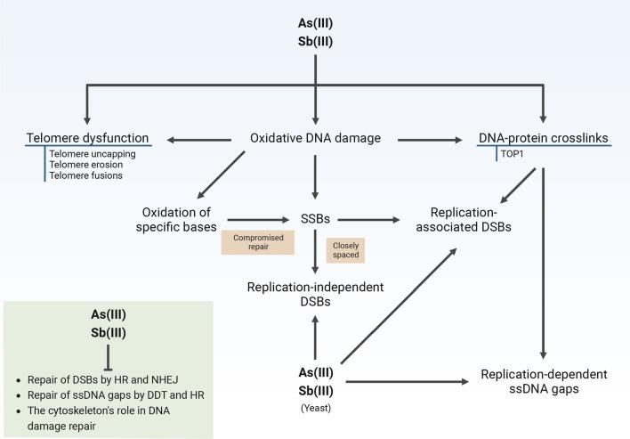 https://cdn.ncbi.nlm.nih.gov/pmc/blobs/e35d/11072366/fa44ac5a7137/18_2023_4992_Fig1_HTML.jpg